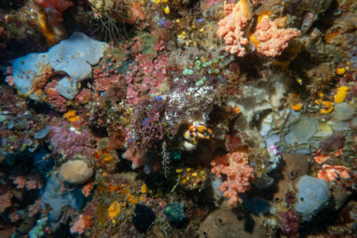 Farbige_Unterwasserwelt_Sulawesi