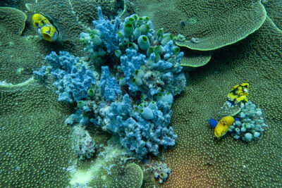 Farbige_Unterwasserwelt_Sulawesi