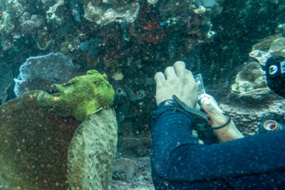 Giant_Frogfish_Anglerfisch_Photographer_Sulawesi