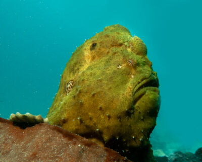 Giant_Frogfish_Anglerfish_Sulawesi