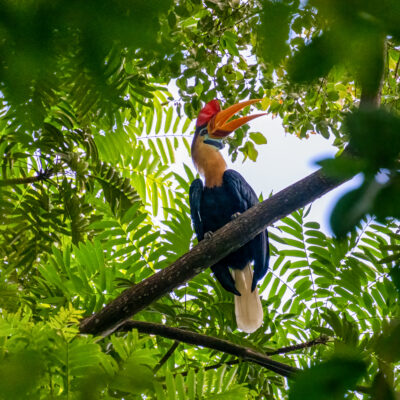 Helmhornvogel_Sulawesi