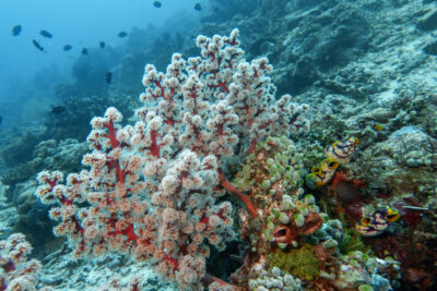 Koralle_Sulawesi
