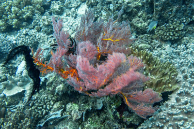 Koralle_Sulawesi