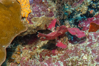 Leaf_Scorpionfish_Schaukelfisch_Sulawesi