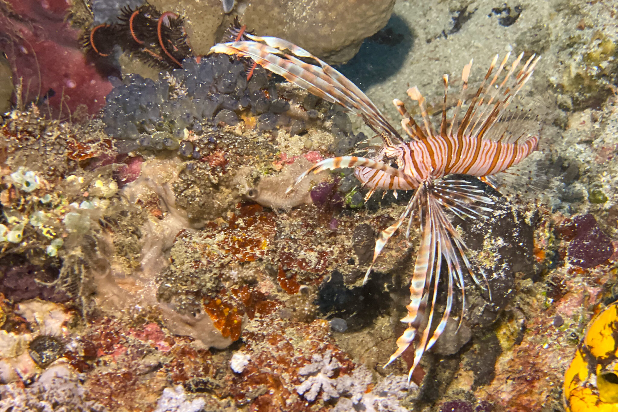 Lionfish