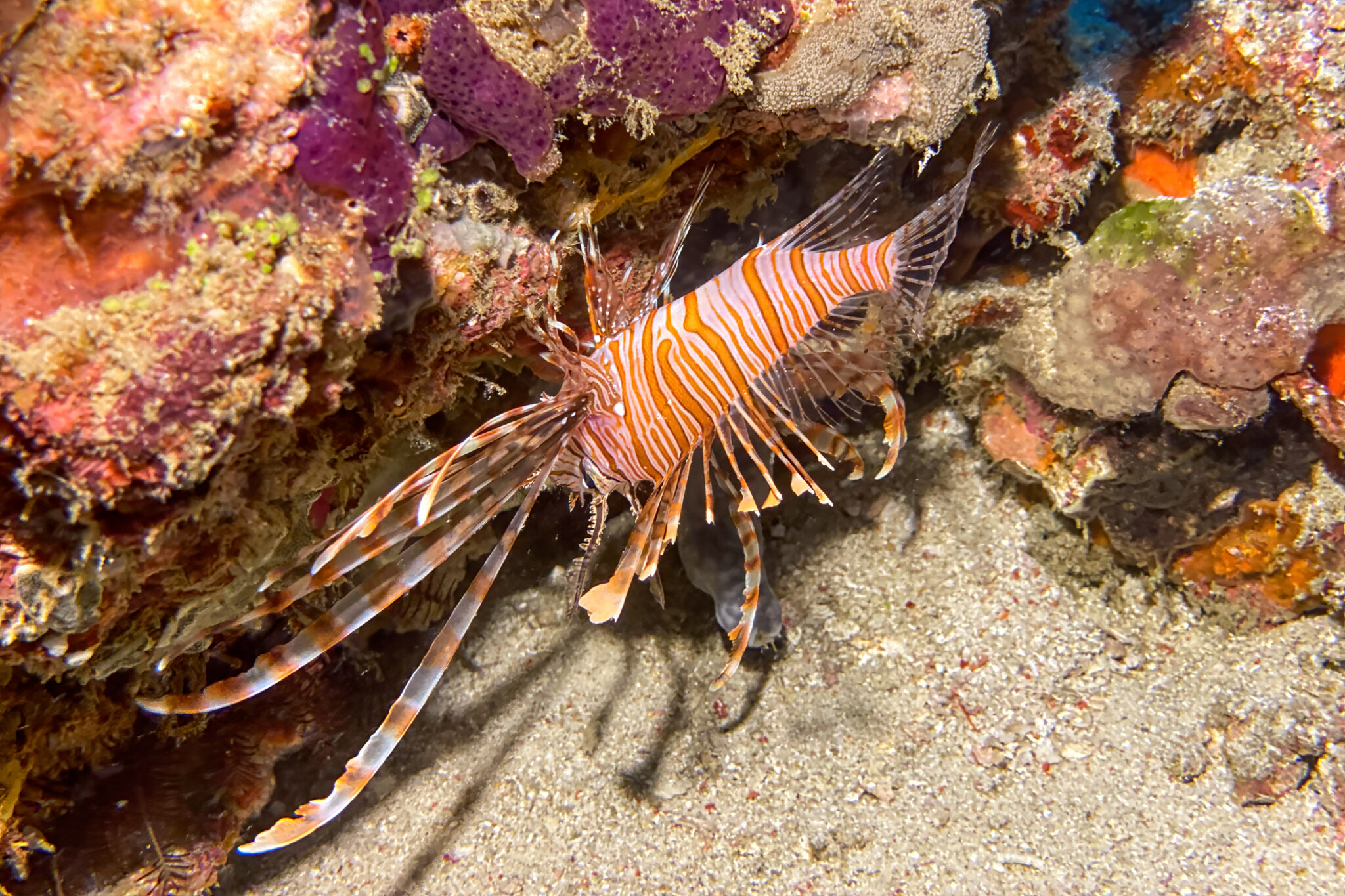 Lionfish