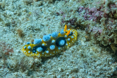 Nudibranch_Nacktschnecke_Sulawesi