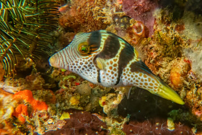 Pufferfish_Sulawesi