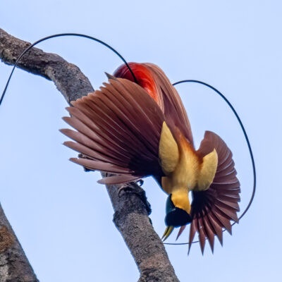 Raja Ampat Birds of Paradise