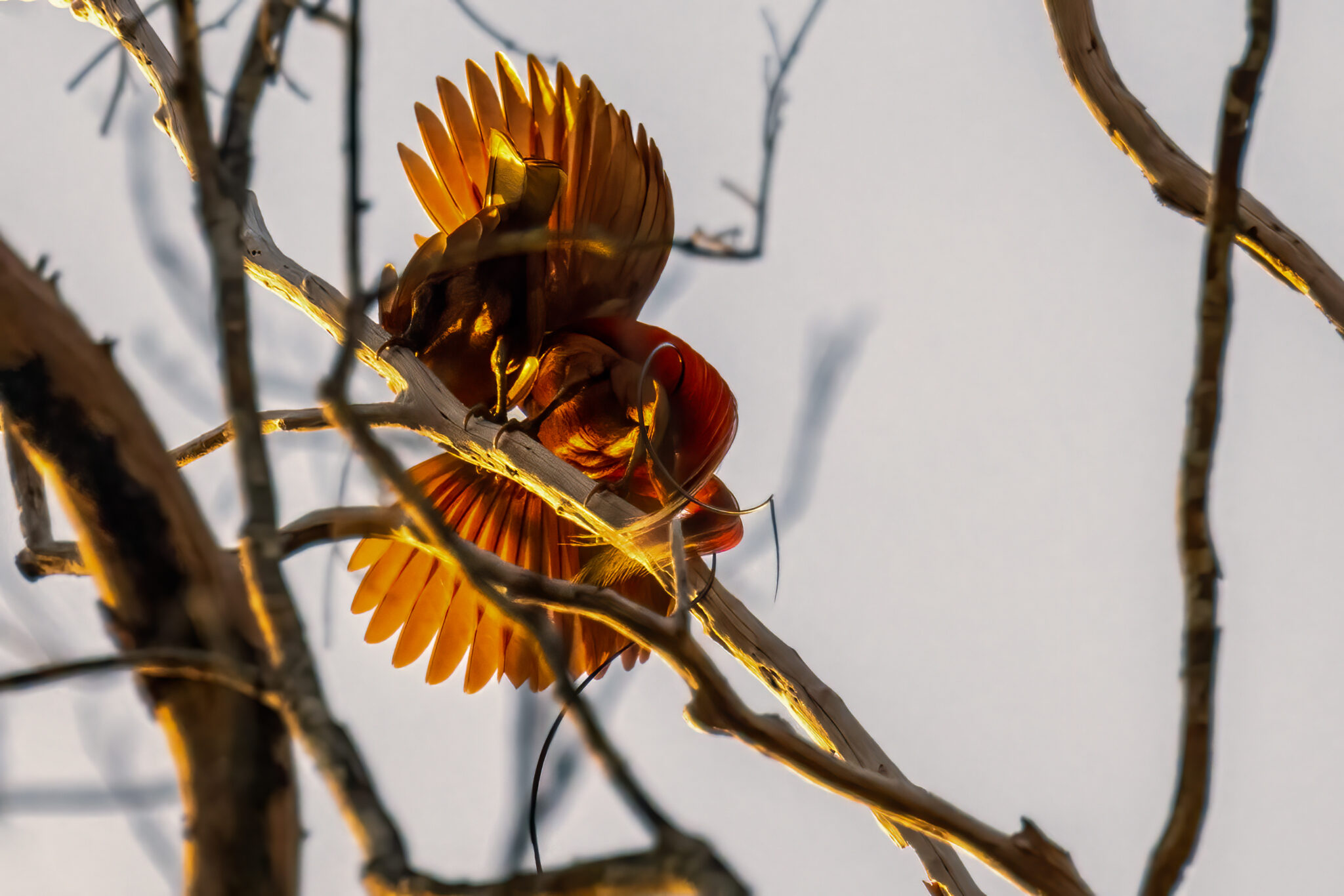 Red_Bird_of_Paradise