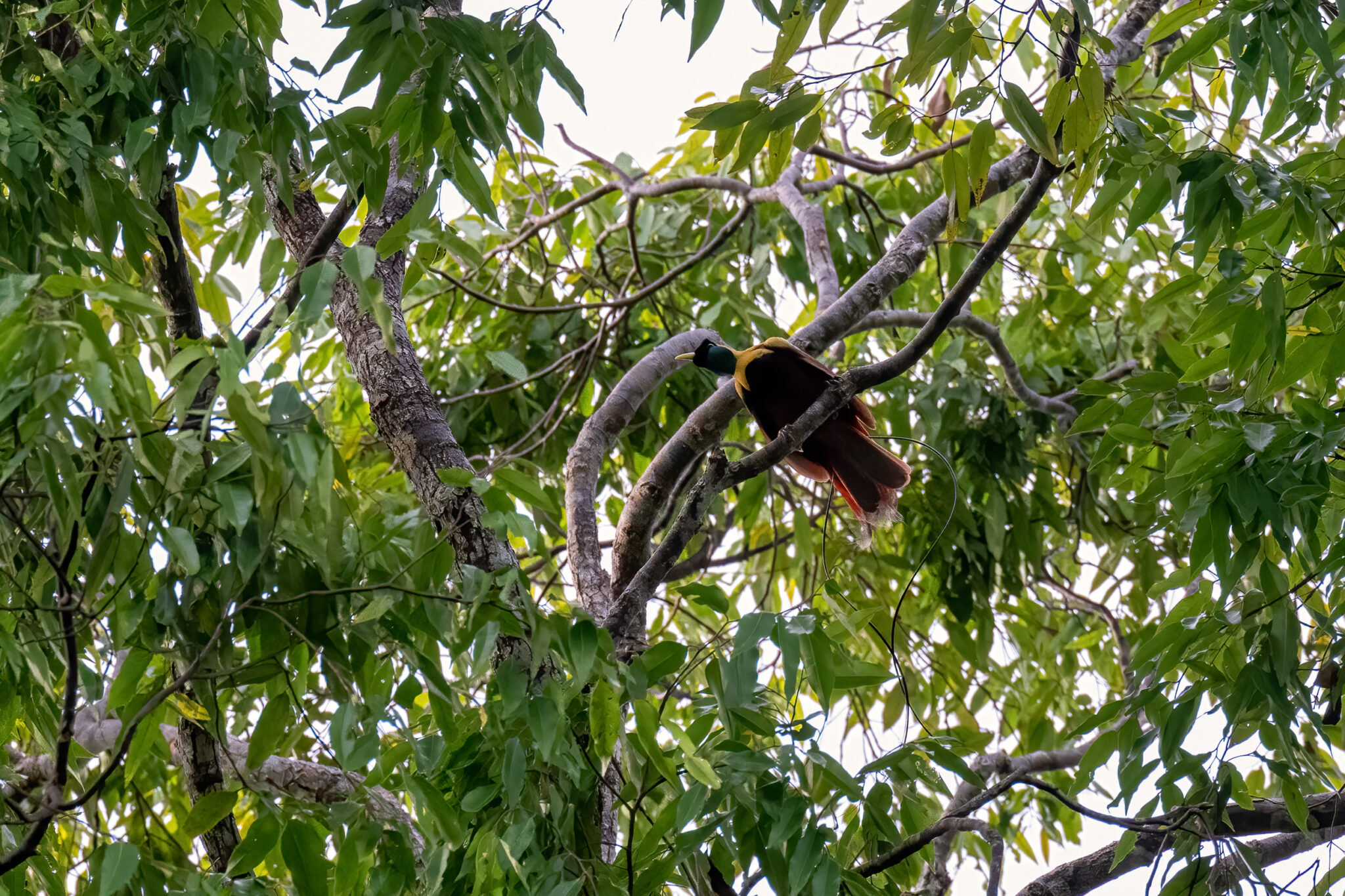 Red_Bird_of_Paradise (endimic to Raja Ampat)