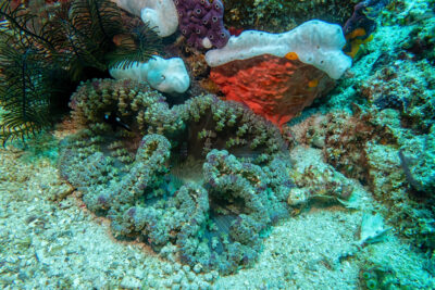 Scorpionfish_Sulawesi