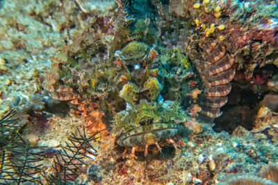 Scorpionfish_Sulawesi