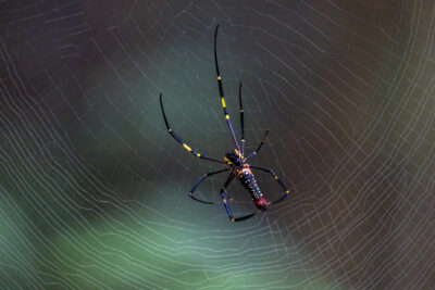Spider_Tangkoko_NP_Sulawesi