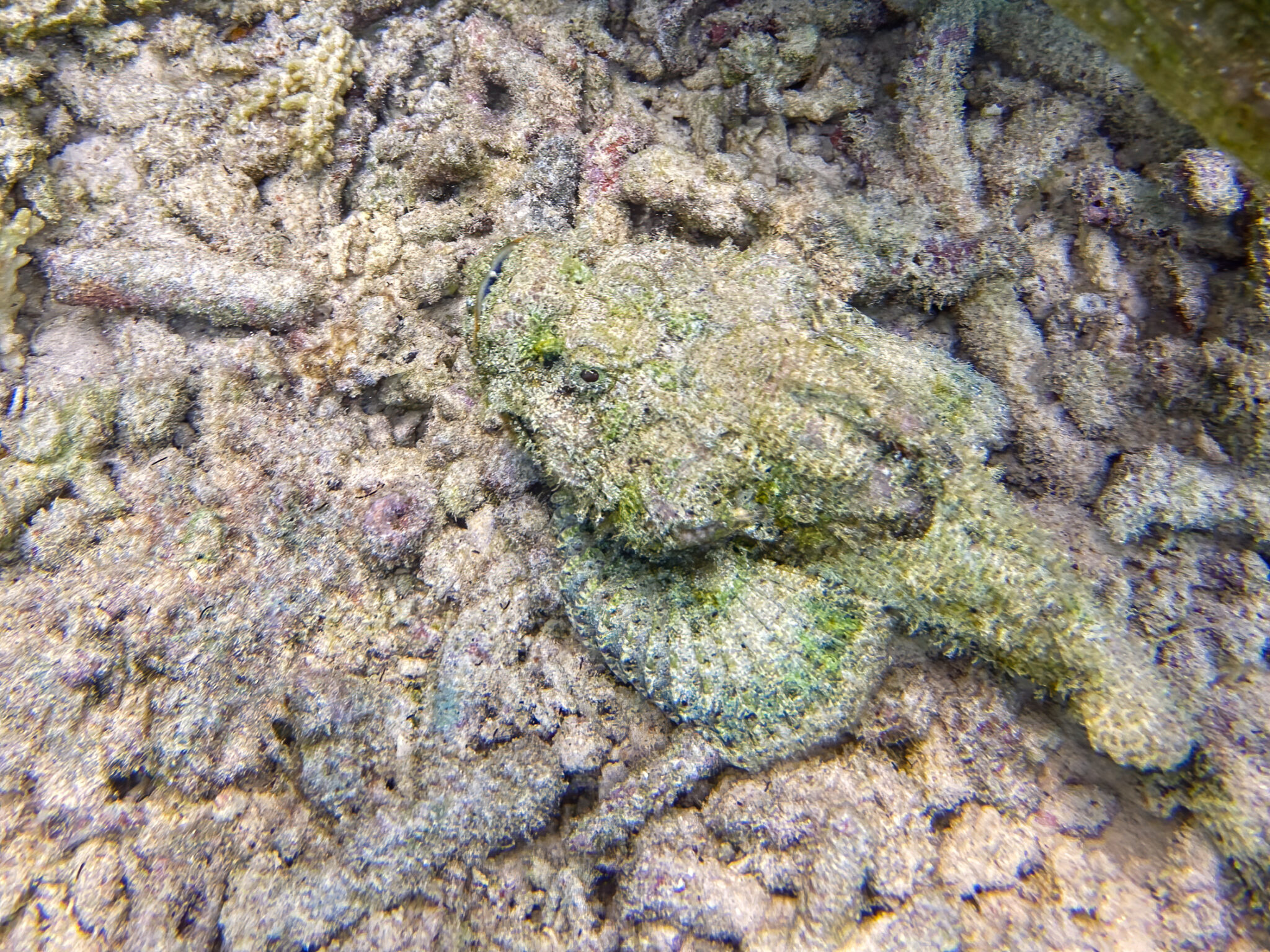 Arborek_Stonefish