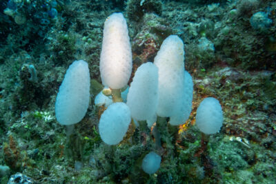 Unterwasser_Pilze(?)_Sulawesi