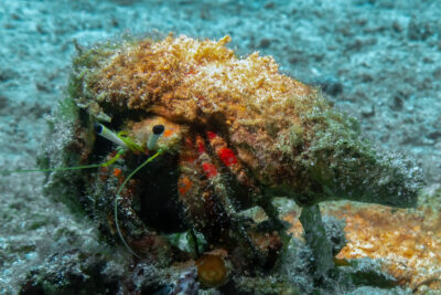 White_Spotted_Hermit_Crab_Sulawesi