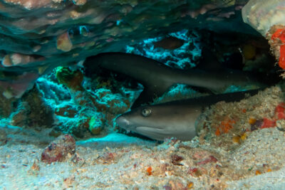 Whitetip_Reef_Shark_Weissspitzen_Riffhai_Sulawesi