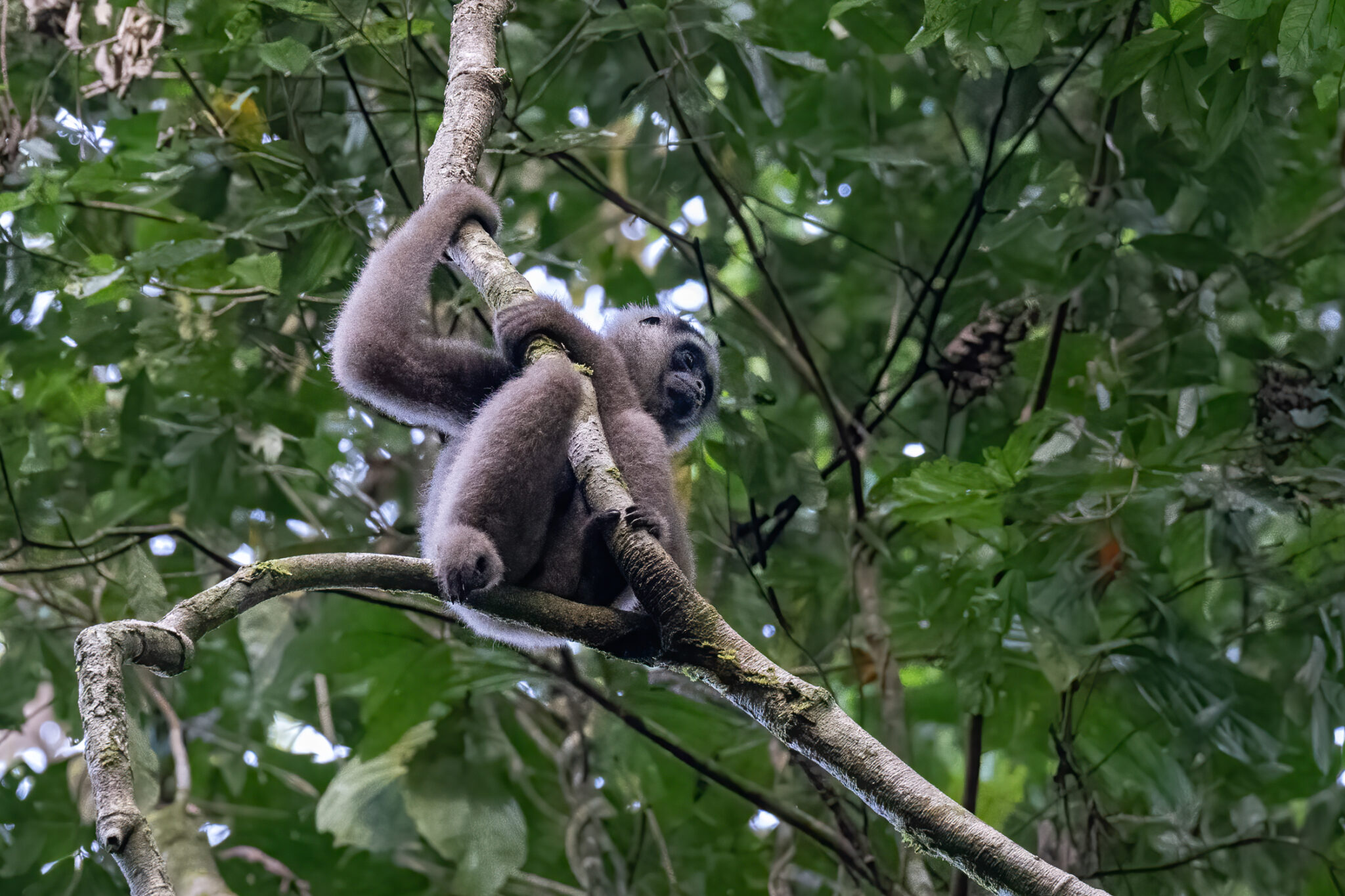 Gibbon