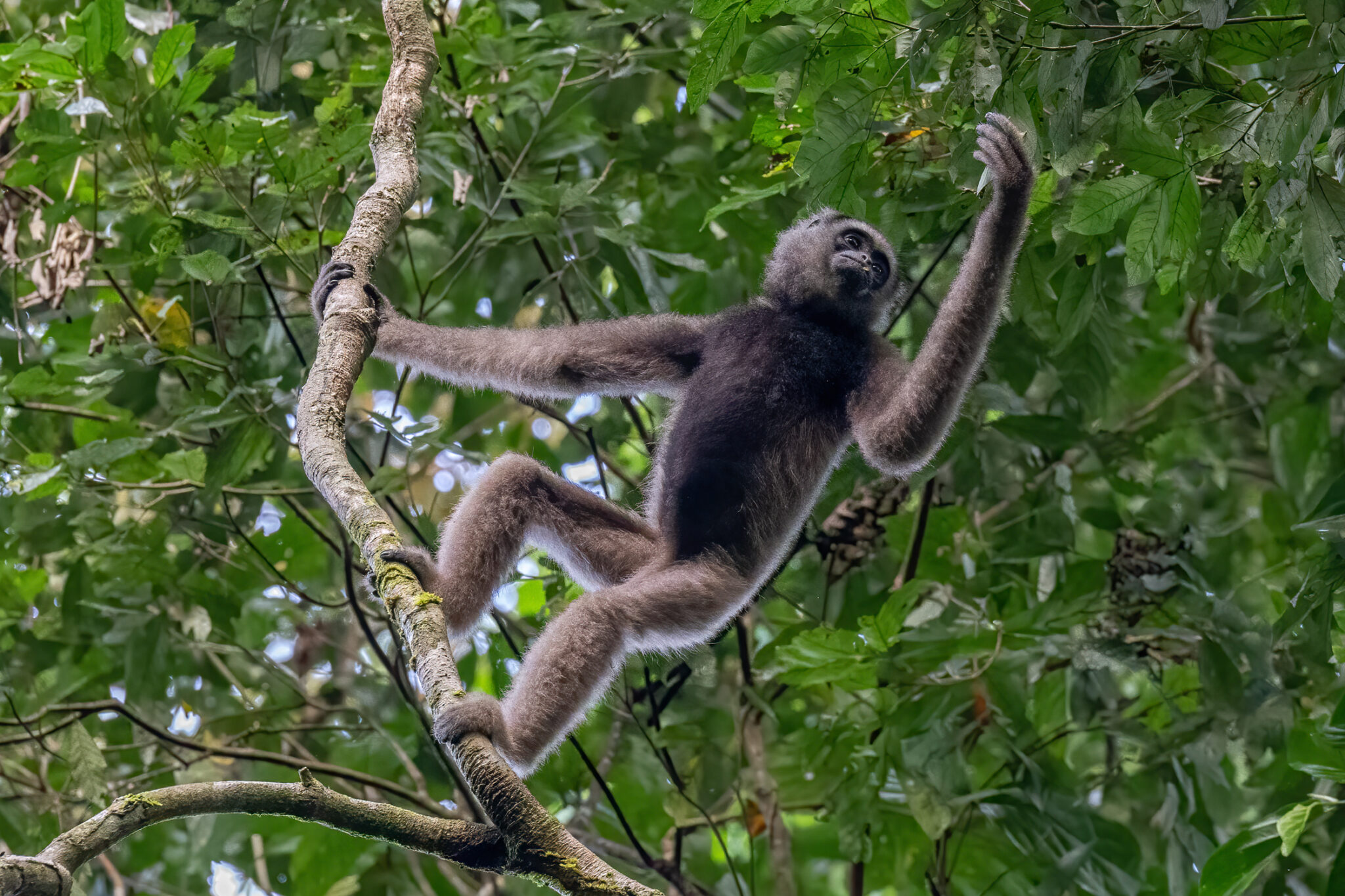 Gibbon