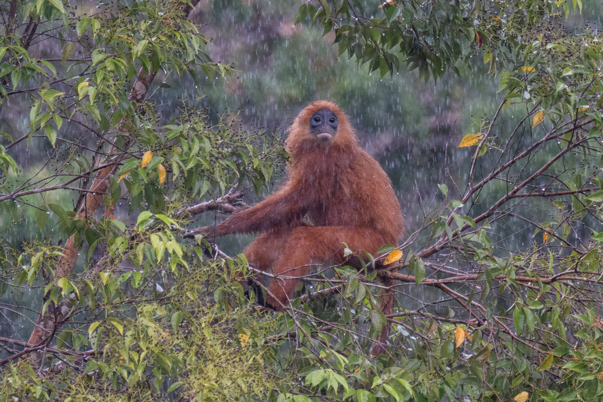 Maronenlangur