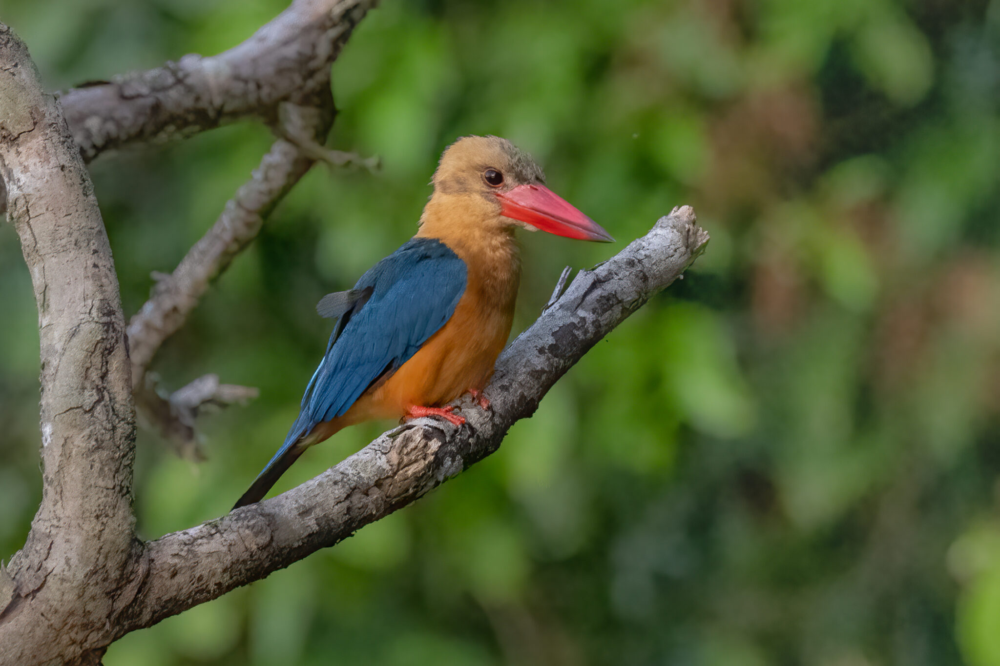 Storchschnalbelliest