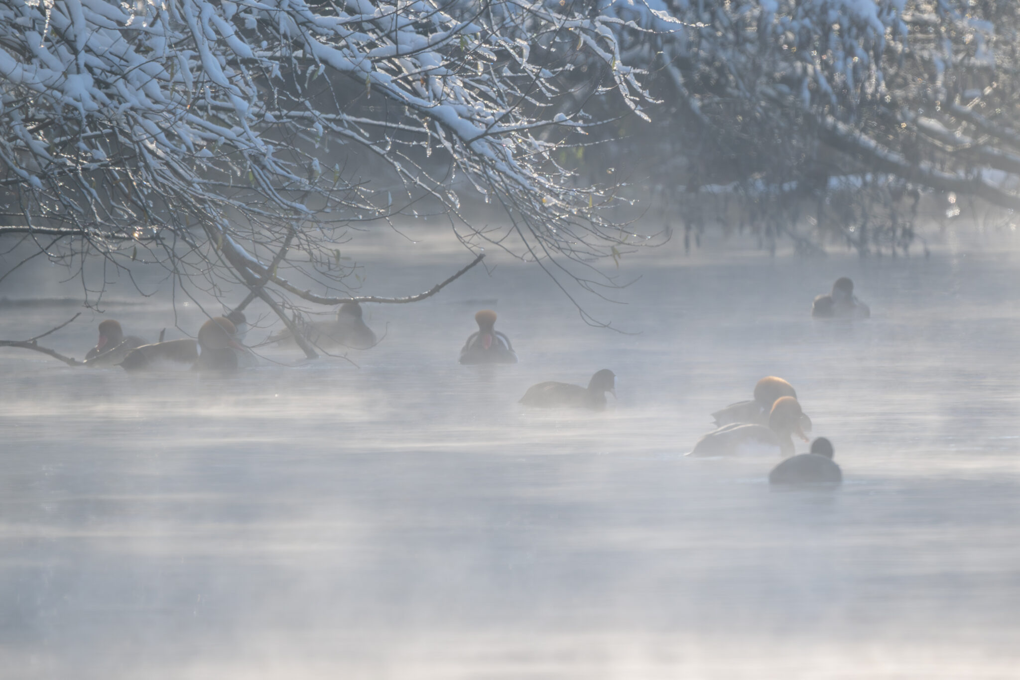 Kolbenenten, Blässhühner