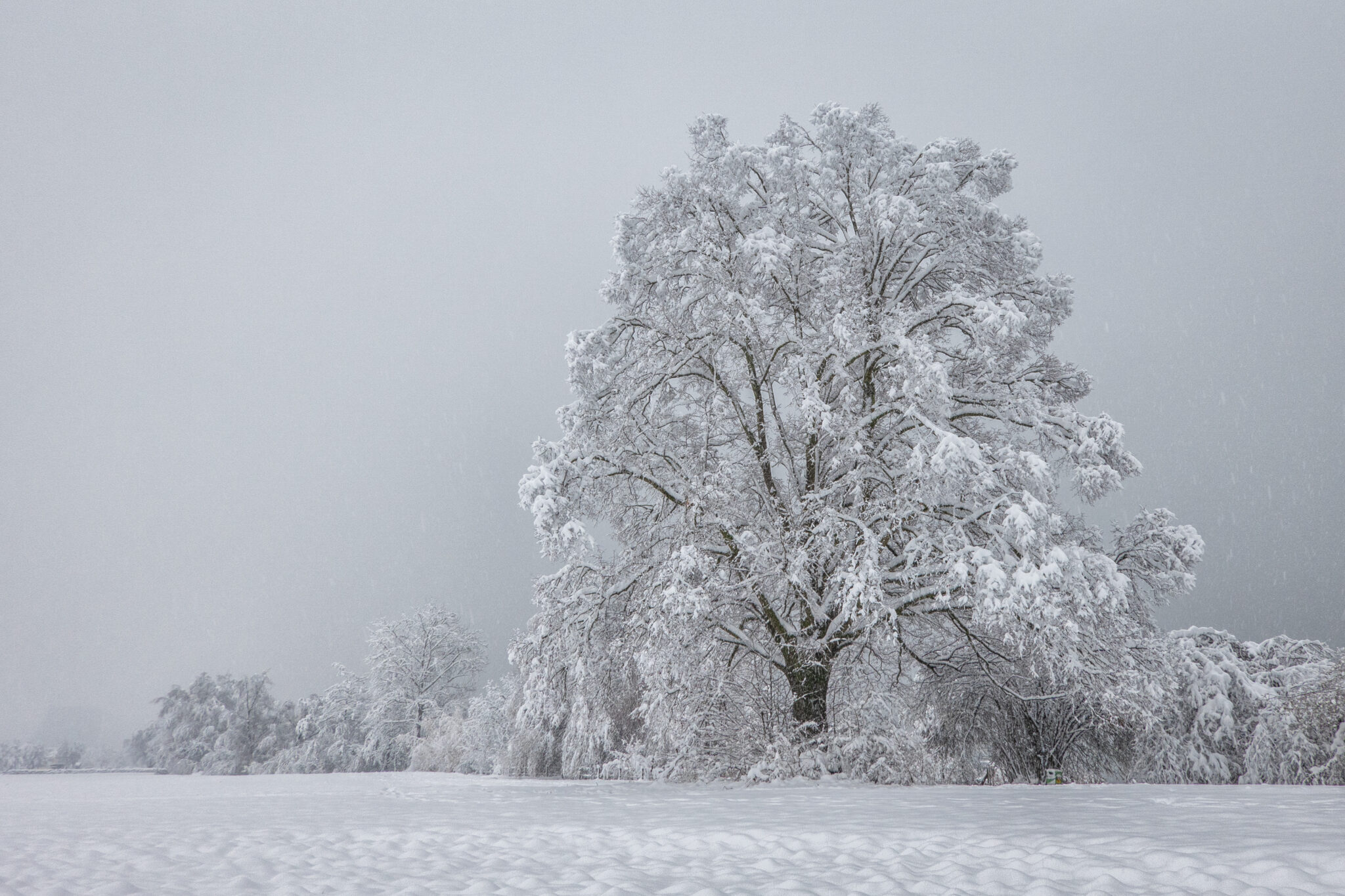 Auf dem Weg vom Brüggli zum Choller
