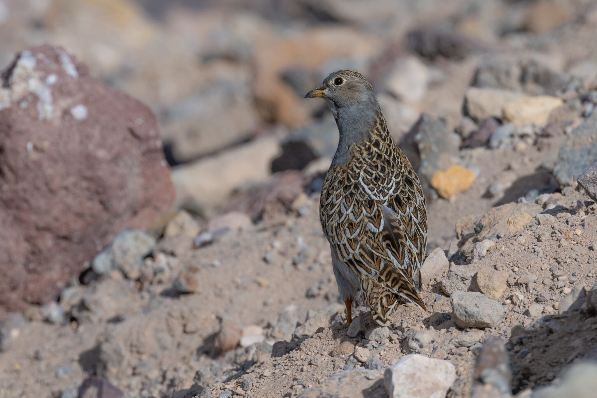 Höhenläufer (Seedsnipe)