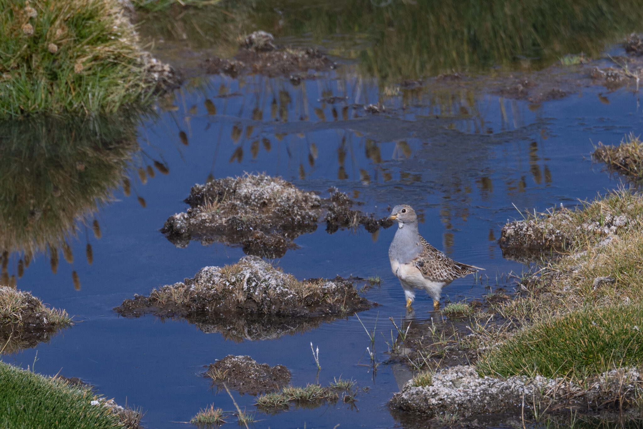 Höhenläufer (Seedsnipe)