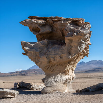 Atacama Wüste Steinbaum