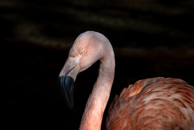 Flamingo (Bird Parc Iguazu)
