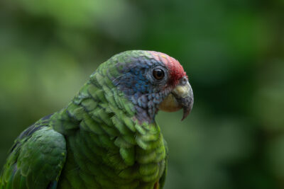 Papagei  (Bird Parc Iguazu)
