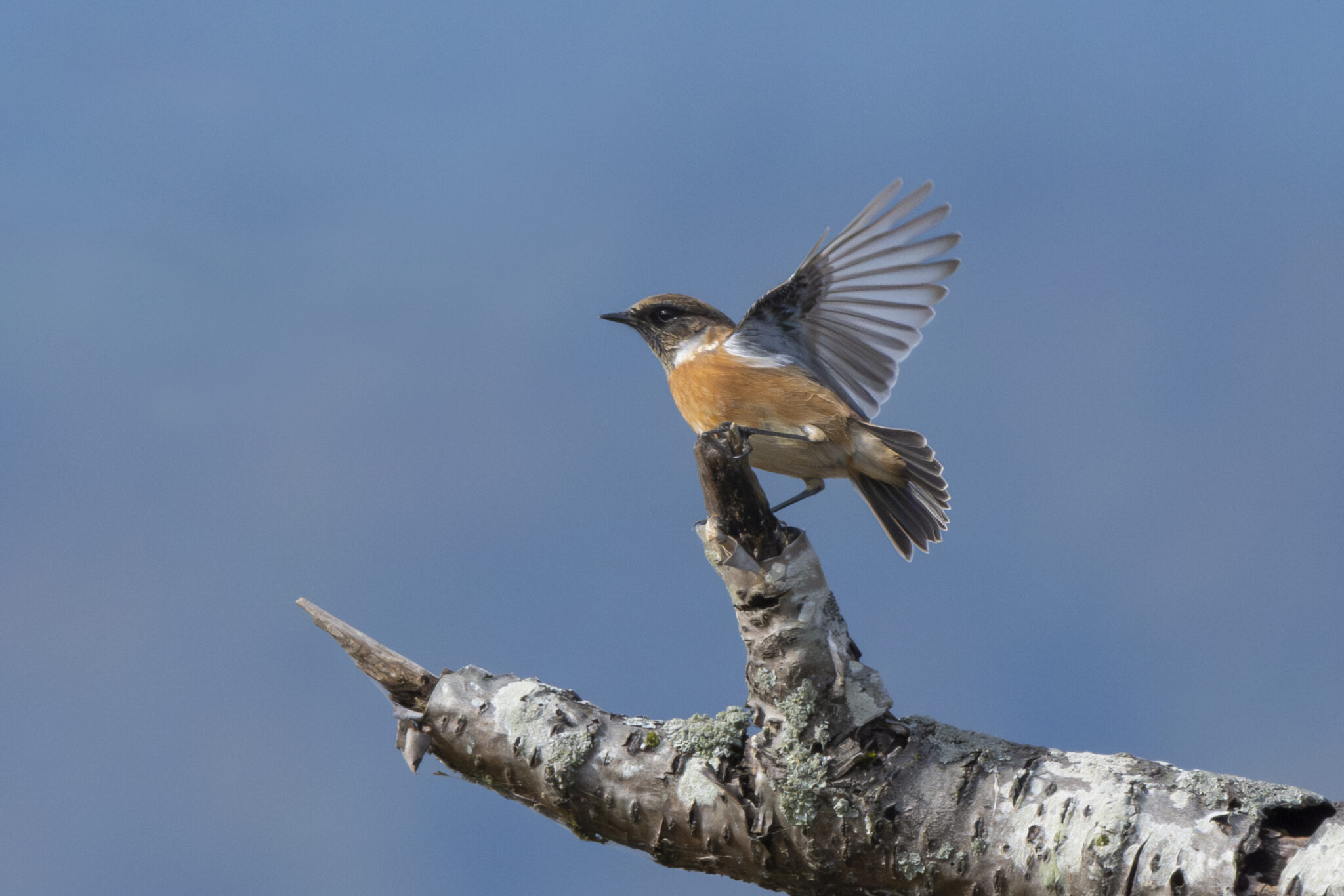 Schwarzkehlchen_Neuenburgersee_Champ_Pittet