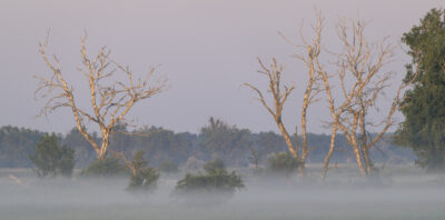 Morgenstimmung