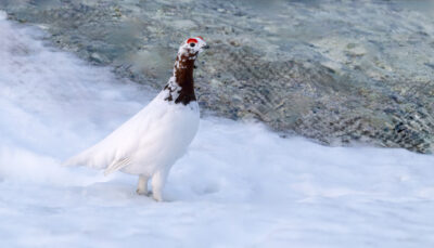 Schneehuhn