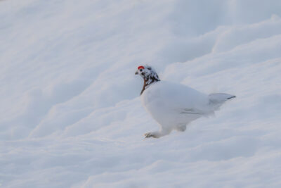 Schneehuhn