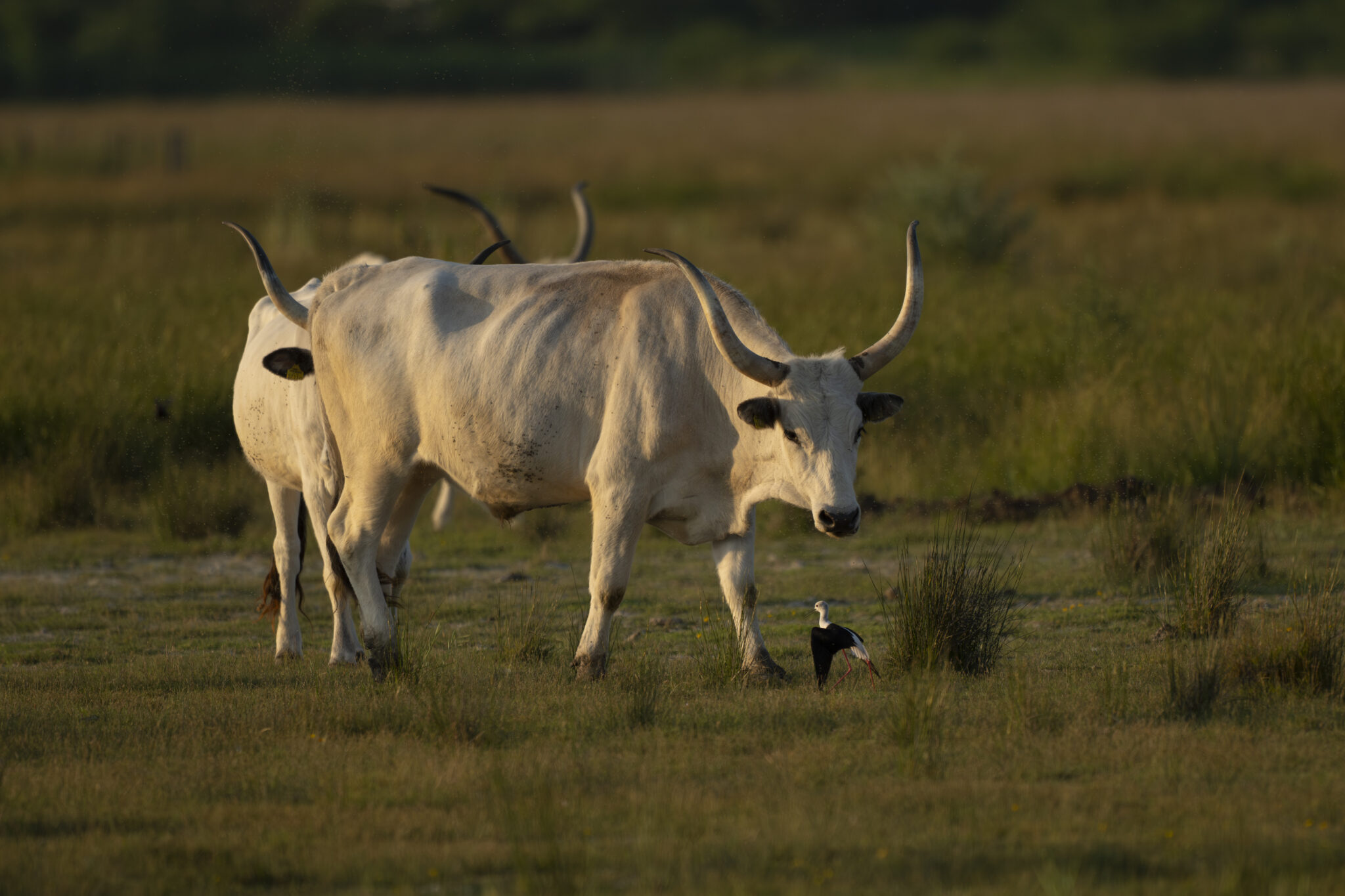 Ungarisches_Graurind